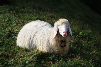 Portrait of sheep in a field