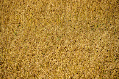 Ears of wheat in the field