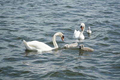 Swans swimming in lake