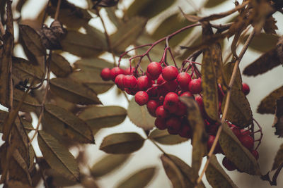 Close-up of berries growing on tree