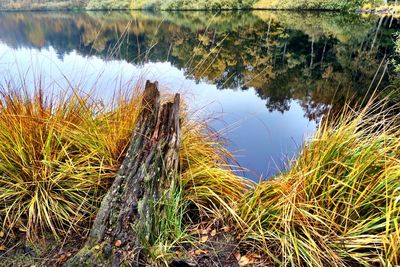 Reflection of trees in water