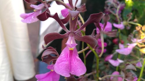 Close-up of pink flowers