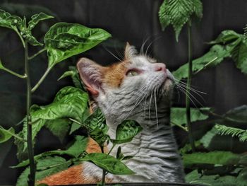 Close-up of cat