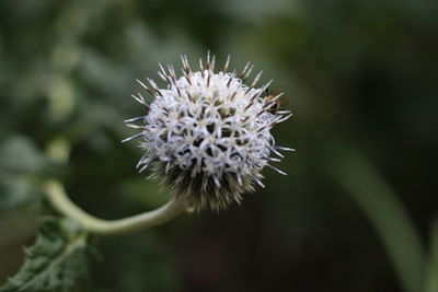 Close-up of white flowers