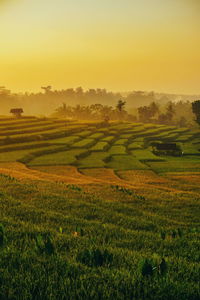 Scenic view of agricultural field against sky during sunset