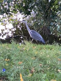 Bird perching on a tree