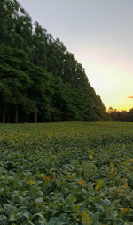 Scenic view of trees against sky