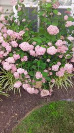 Close-up of pink flowers