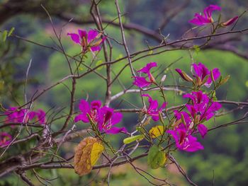 Pink flowers blooming in park