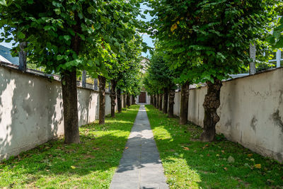 Footpath amidst trees