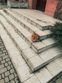High angle view of cat on footpath