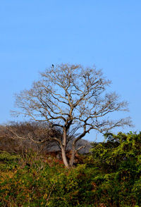 Bare tree on field against clear blue sky