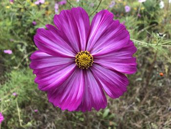 Close-up of pink cosmos flower on field