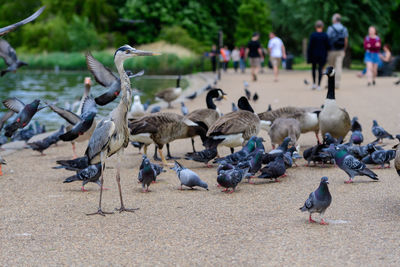 Flock of birds on beach