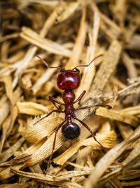 Macro-photo of red ants fraging for food