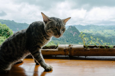 Cat against landscape