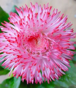 Close-up of pink flower