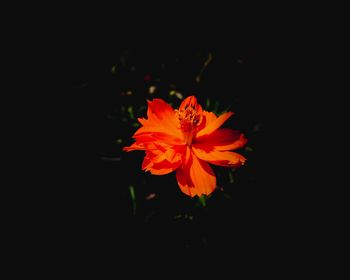 Close-up of flower blooming against black background