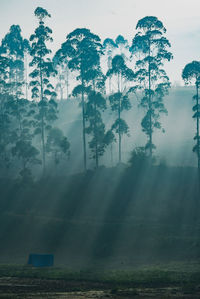 Trees on field against sky