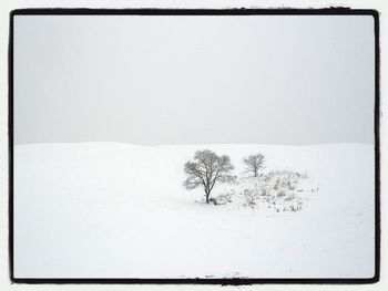 Bare tree on snow covered landscape