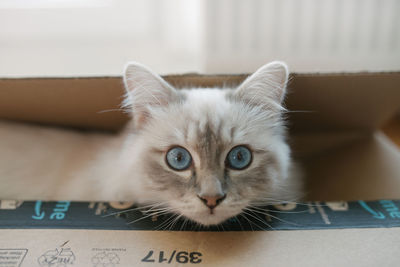 Close-up portrait of cat at home