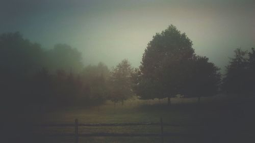 Trees in foggy weather