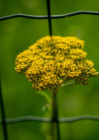 Close-up of yellow flowering plant