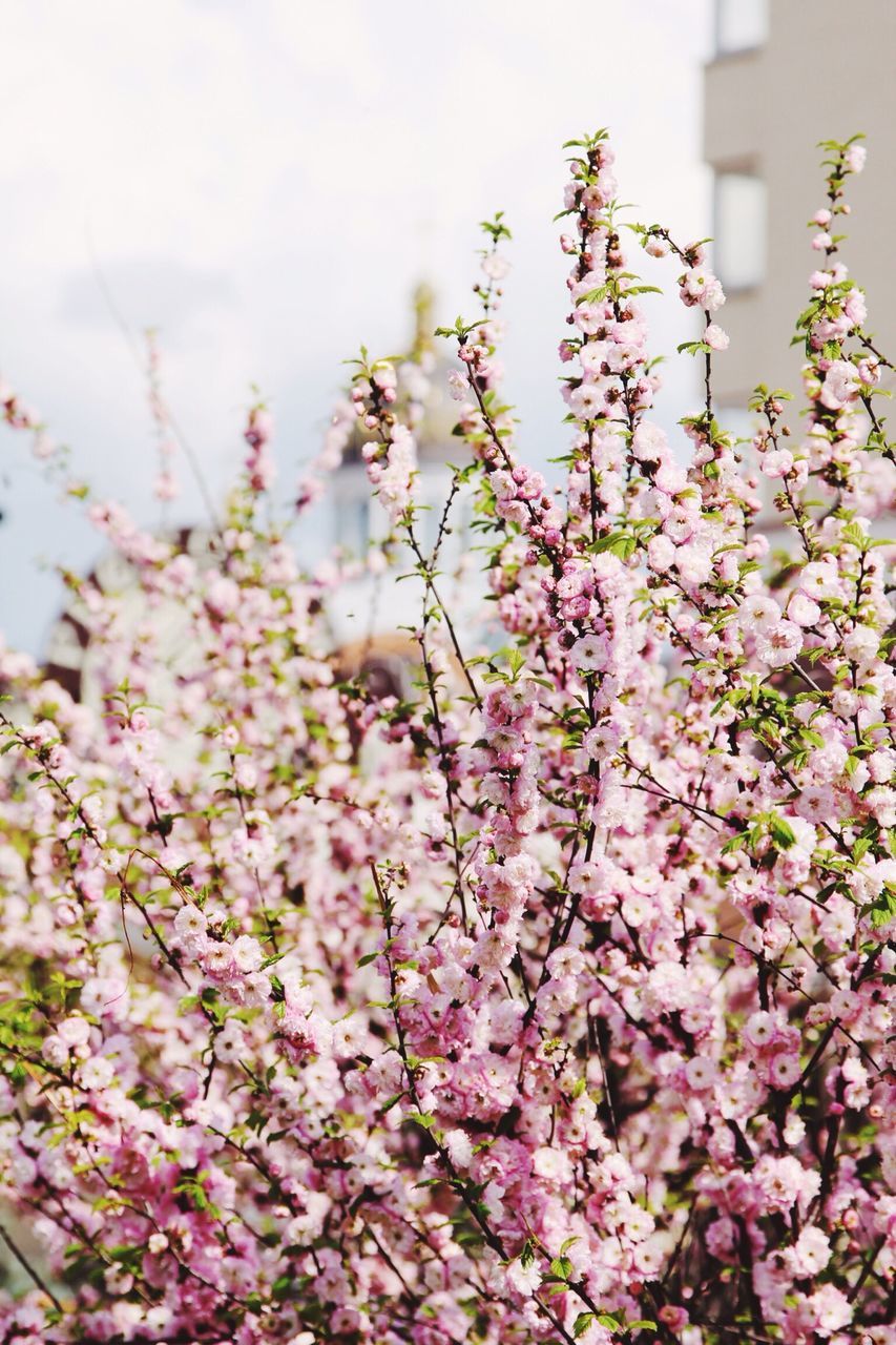 flower, freshness, fragility, growth, branch, beauty in nature, cherry blossom, blossom, tree, pink color, cherry tree, nature, low angle view, in bloom, petal, blooming, springtime, sky, focus on foreground, twig