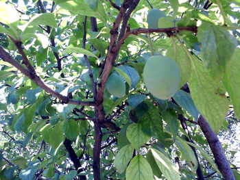 Close-up of fruits on tree