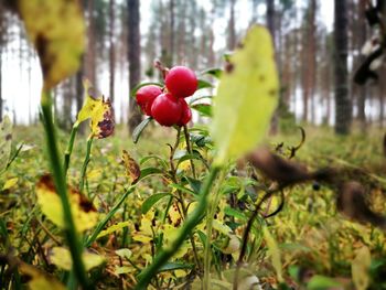 Close-up of red flowers growing on plant