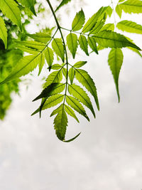 Low angle view of plant against sky