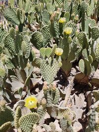 Full frame shot of succulent plant