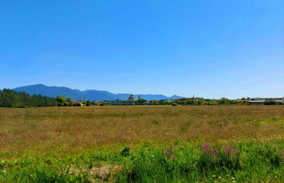 Scenic view of field against clear blue sky