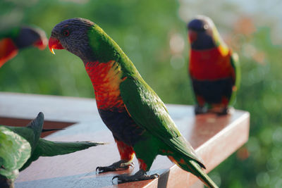 Lorikeet with vibrant colors