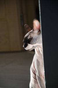 Close-up of a sleeping sphynx cat 