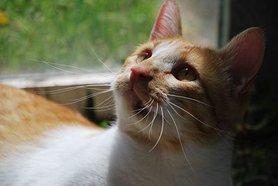 Close-up of a cat looking away