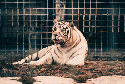 White tiger sitting in a cage