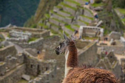 Close-up of alpaca