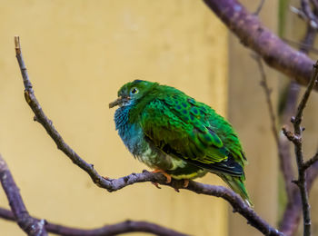 Close-up of bird perching on branch