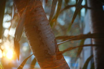 Low angle view of tree against blurred background
