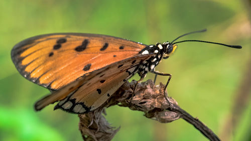 Close-up of butterfly on flower