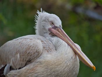 Close-up of pelican