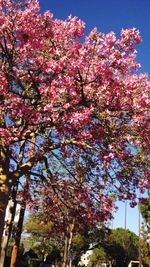 Low angle view of pink flowers