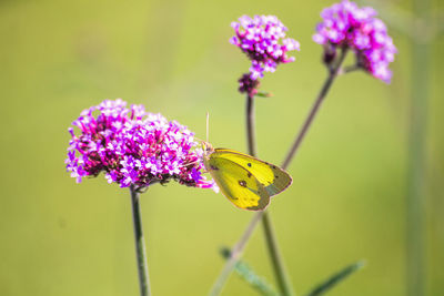 Close-up of butterfly pollinating on purple flower