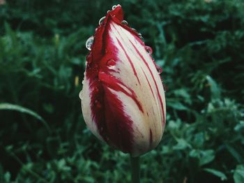 Close-up of red tulip blooming outdoors