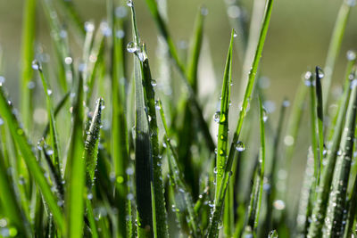 Close-up of wet grass