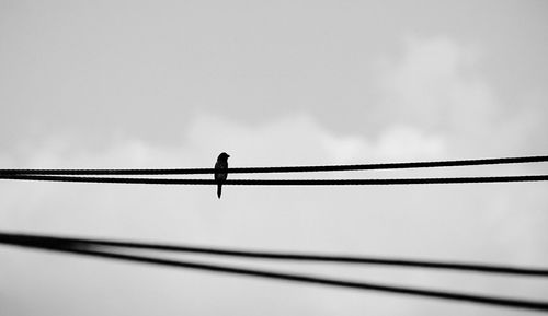 Low angle view of bird flying against sky