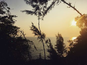 Silhouette trees against sky during sunset