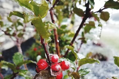 Close-up of red berries growing on tree