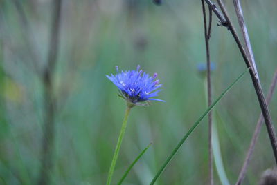 Close-up of insect on flower